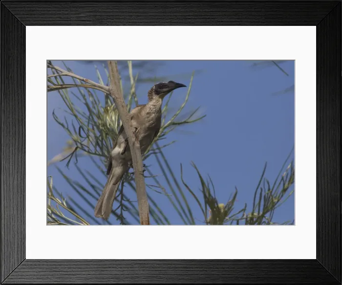 Framed Print : Picture No. 11806921 Framed Print : Picture No. 11806921