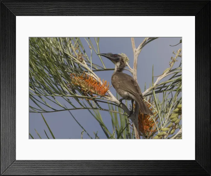 Framed Print : Picture No. 11806922 Framed Print : Picture No. 11806922