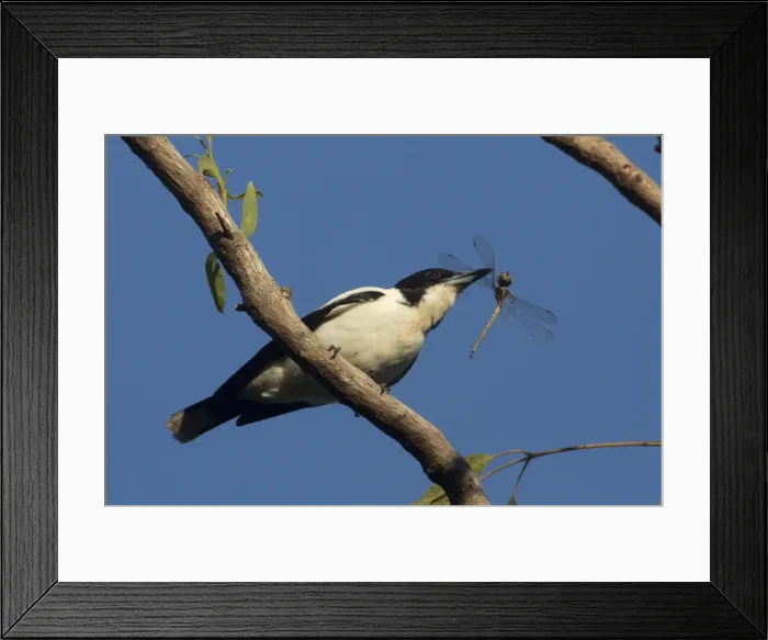 Framed Print : Picture No. 11806923 Framed Print : Picture No. 11806923