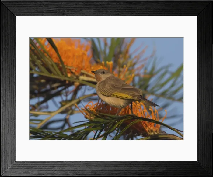 Framed Print : Picture No. 11806924 Framed Print : Picture No. 11806924