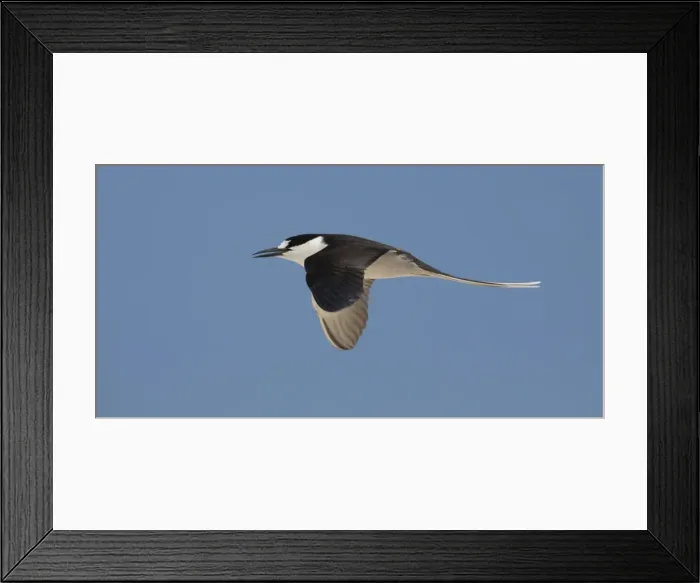 Framed Print : Picture No. 11806920 Framed Print : Picture No. 11806920