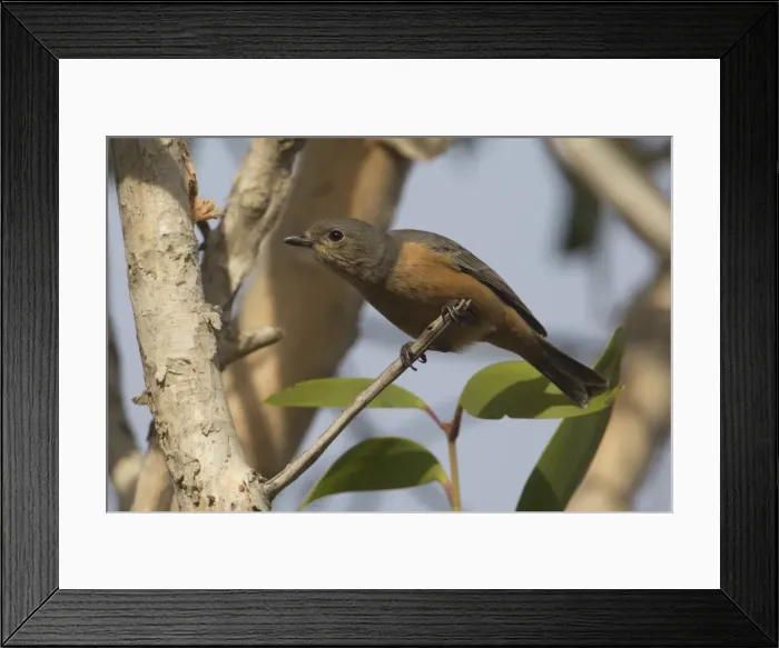 Framed Print : Picture No. 11806926 Framed Print : Picture No. 11806926