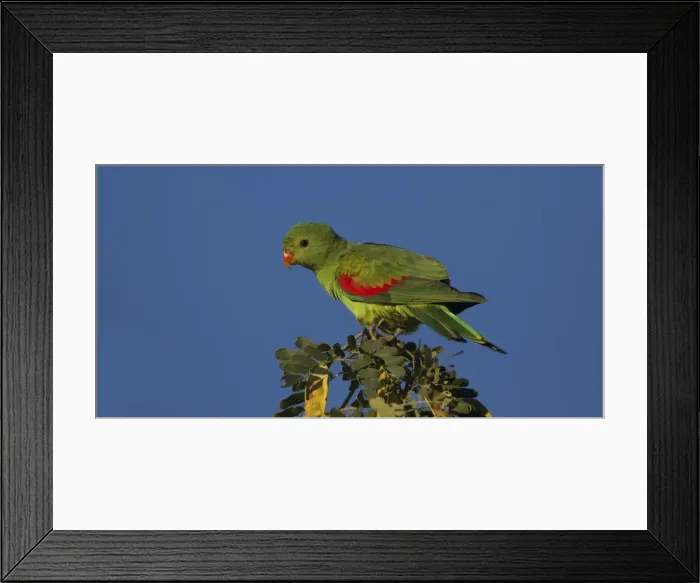 Framed Print : Picture No. 11806927 Framed Print : Picture No. 11806927