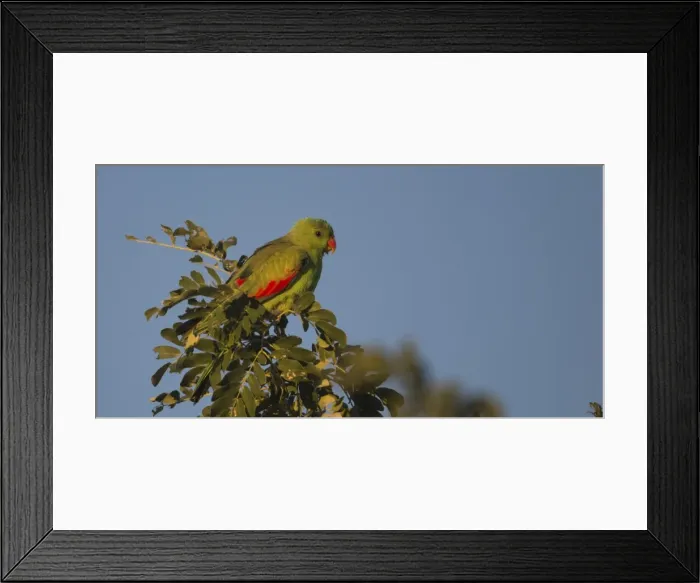 Framed Print : Picture No. 11806928 Framed Print : Picture No. 11806928