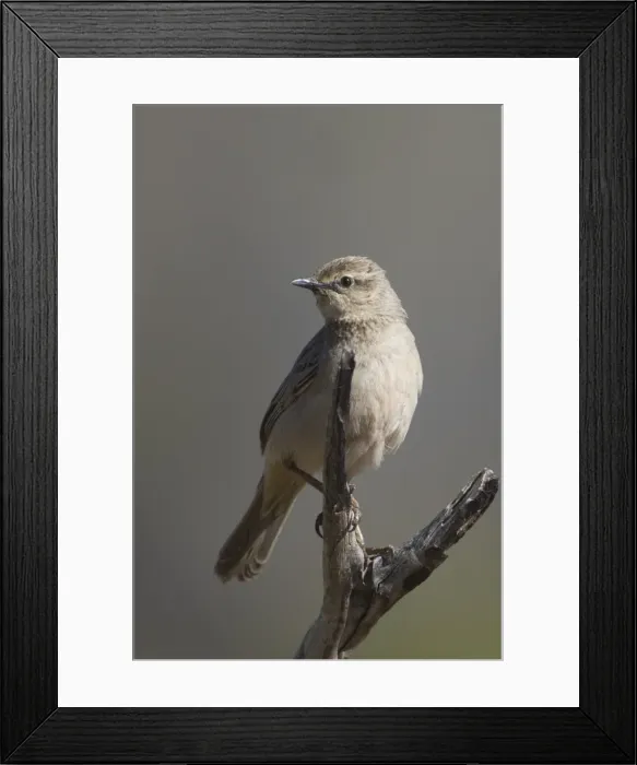 Framed Print : Picture No. 11806925 Framed Print : Picture No. 11806925