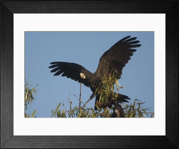 Framed Print : Picture No. 11806930 Framed Print : Picture No. 11806930