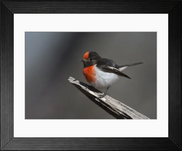 Framed Print : Picture No. 11806931 Framed Print : Picture No. 11806931