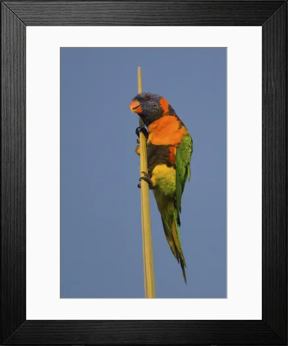 Framed Print : Picture No. 11806929 Framed Print : Picture No. 11806929