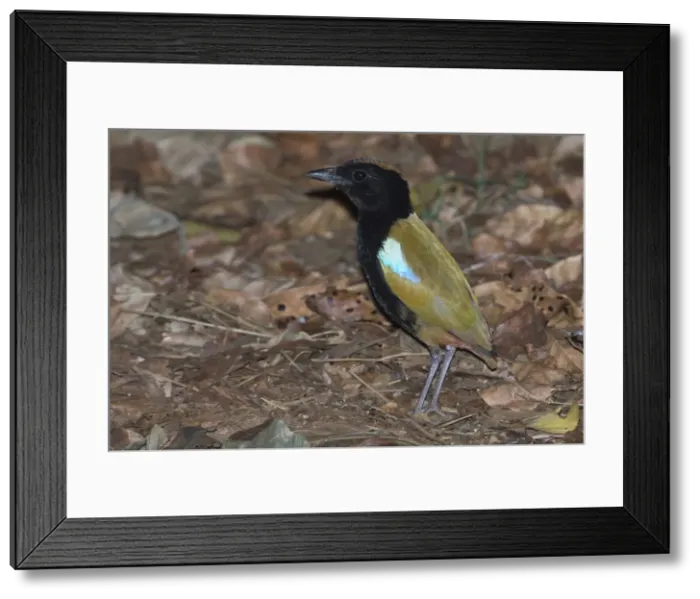 Framed Print : Picture No. 11806935 Framed Print : Picture No. 11806935