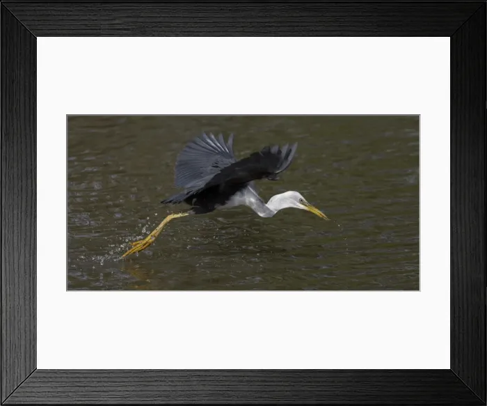Framed Print : Picture No. 11806937 Framed Print : Picture No. 11806937