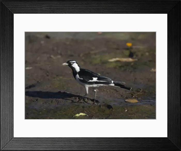 Framed Print : Picture No. 11806936 Framed Print : Picture No. 11806936