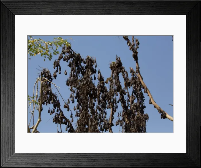 Framed Print : Picture No. 11806939 Framed Print : Picture No. 11806939