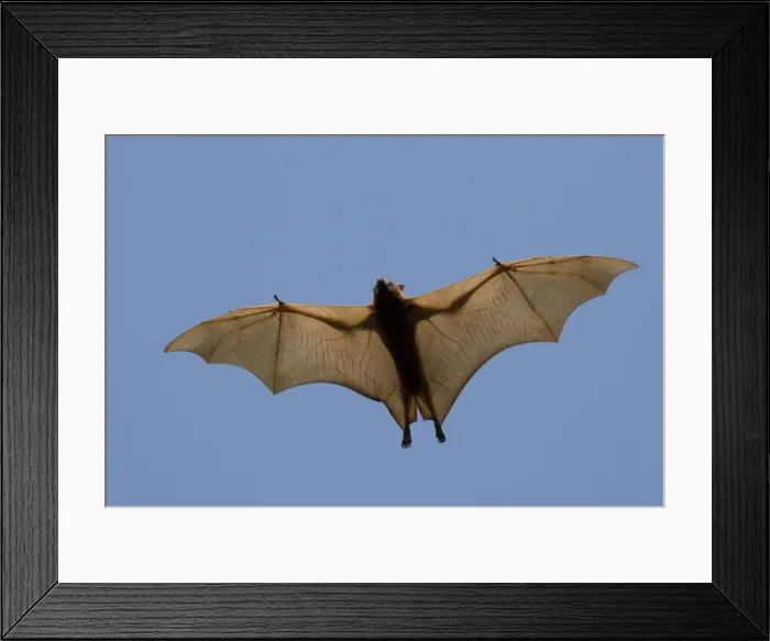 Framed Print : Picture No. 11806940 Framed Print : Picture No. 11806940