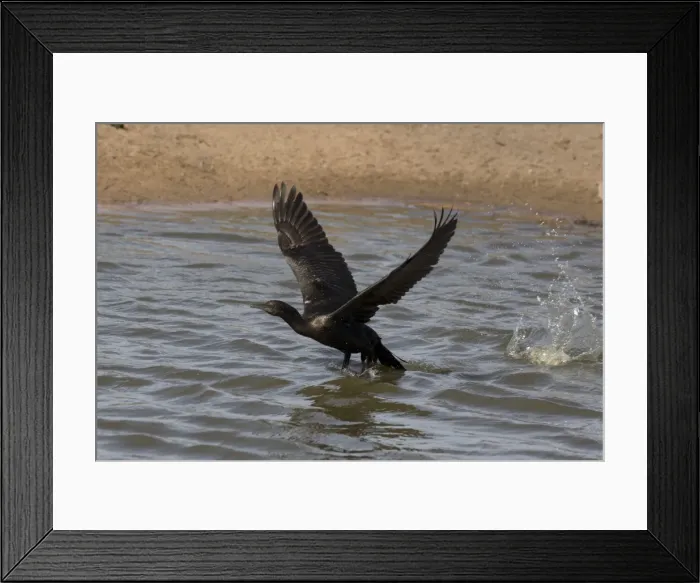 Framed Print : Picture No. 11806942 Framed Print : Picture No. 11806942