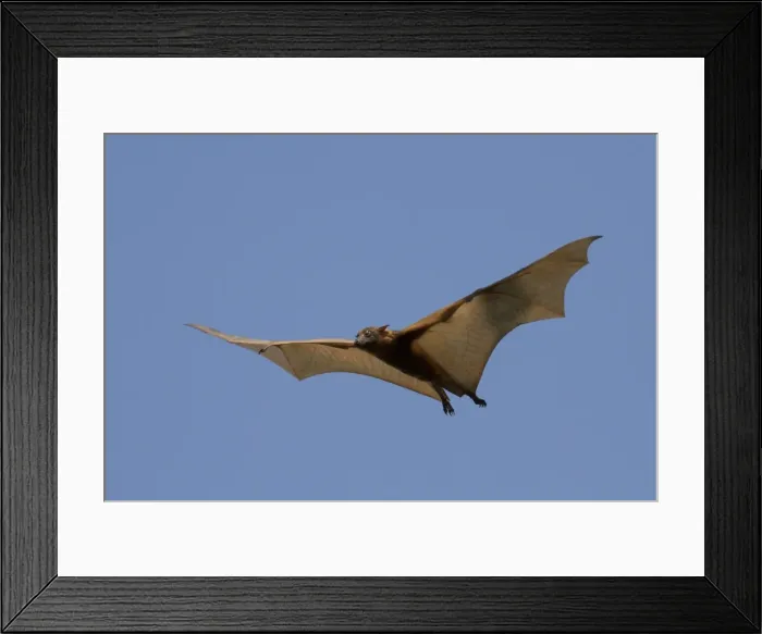 Framed Print : Picture No. 11806941 Framed Print : Picture No. 11806941