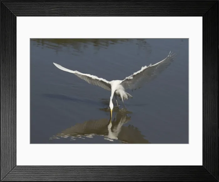 Framed Print : Picture No. 11806943 Framed Print : Picture No. 11806943
