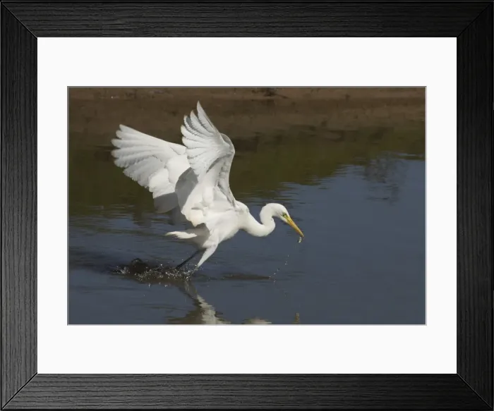 Framed Print : Picture No. 11806944 Framed Print : Picture No. 11806944