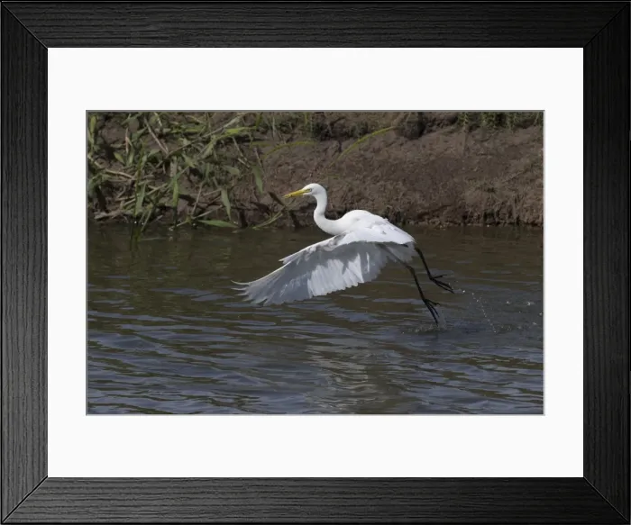 Framed Print : Picture No. 11806946