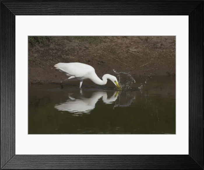 Framed Print : Picture No. 11806947 Framed Print : Picture No. 11806947