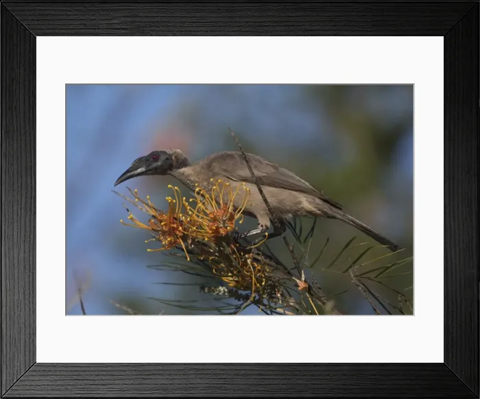 Framed Print : Picture No. 11806948 Framed Print : Picture No. 11806948