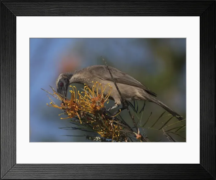 Framed Print : Picture No. 11806949 Framed Print : Picture No. 11806949