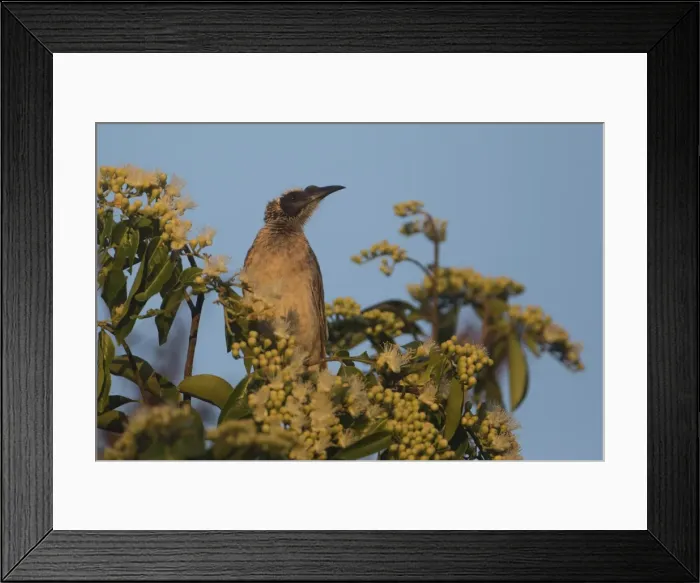 Framed Print : Picture No. 11806951 Framed Print : Picture No. 11806951