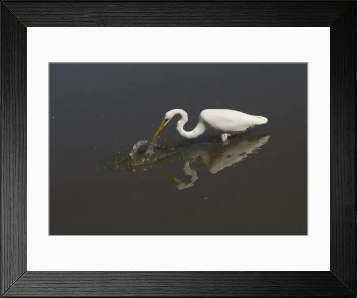 Framed Print : Picture No. 11806952 Framed Print : Picture No. 11806952