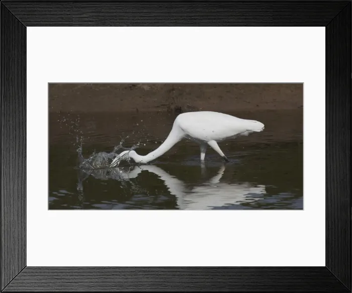 Framed Print : Picture No. 11806953 Framed Print : Picture No. 11806953