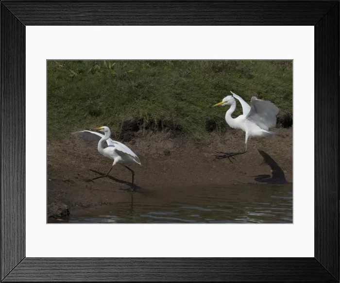 Framed Print : Picture No. 11806945 Framed Print : Picture No. 11806945