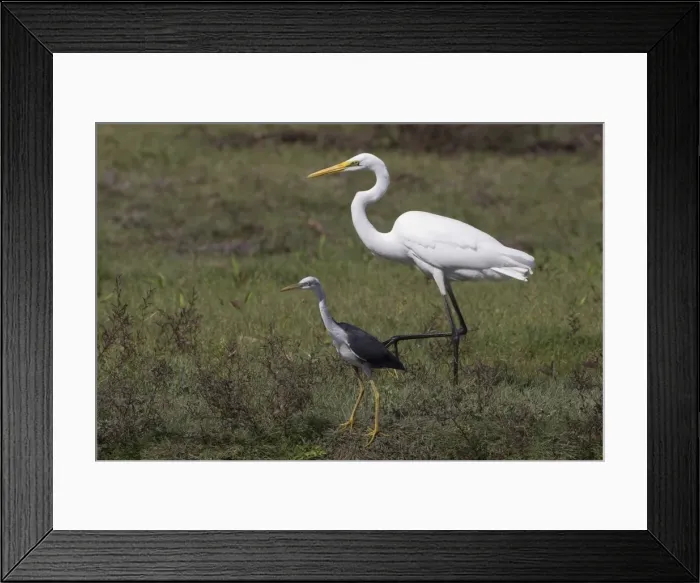 Framed Print : Picture No. 11806955 Framed Print : Picture No. 11806955