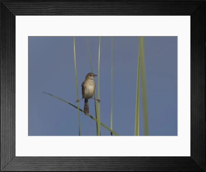 Framed Print : Picture No. 11806957 Framed Print : Picture No. 11806957