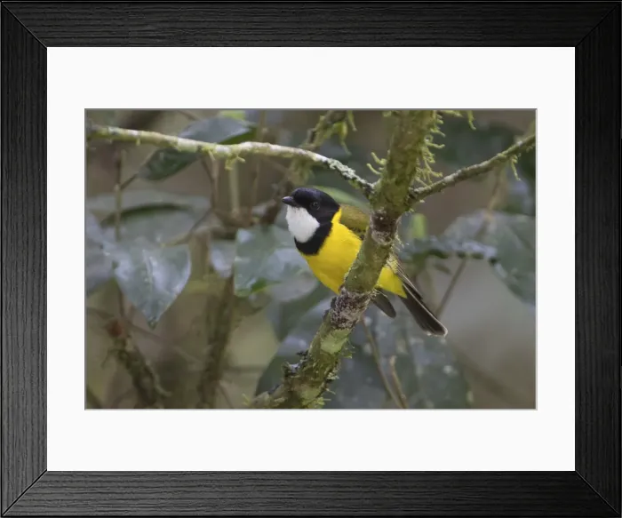 Framed Print : Picture No. 11806958 Framed Print : Picture No. 11806958
