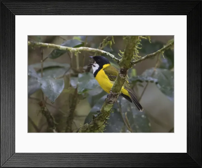 Framed Print : Picture No. 11806959 Framed Print : Picture No. 11806959