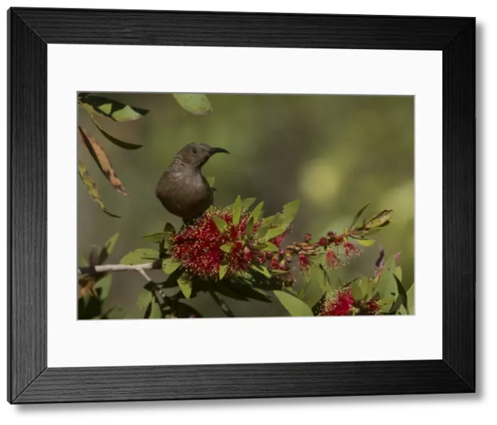 Framed Print : Picture No. 11806961 Framed Print : Picture No. 11806961