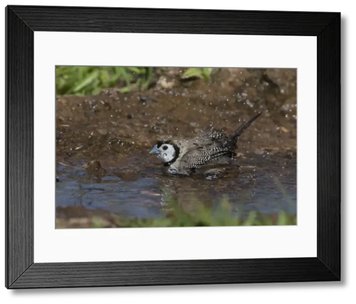 Framed Print : Picture No. 11806962 Framed Print : Picture No. 11806962