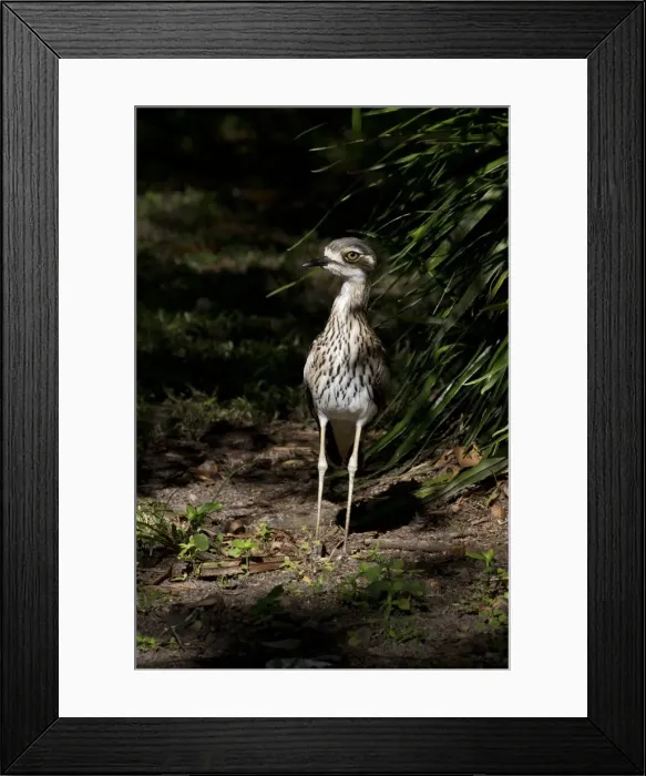 Framed Print : Picture No. 11806965 Framed Print : Picture No. 11806965
