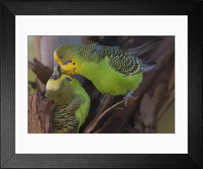 Framed Print : Picture No. 11806966 Framed Print : Picture No. 11806966