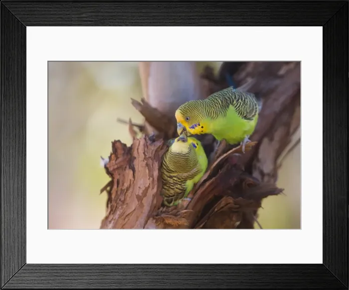 Framed Print : Picture No. 11806967 Framed Print : Picture No. 11806967