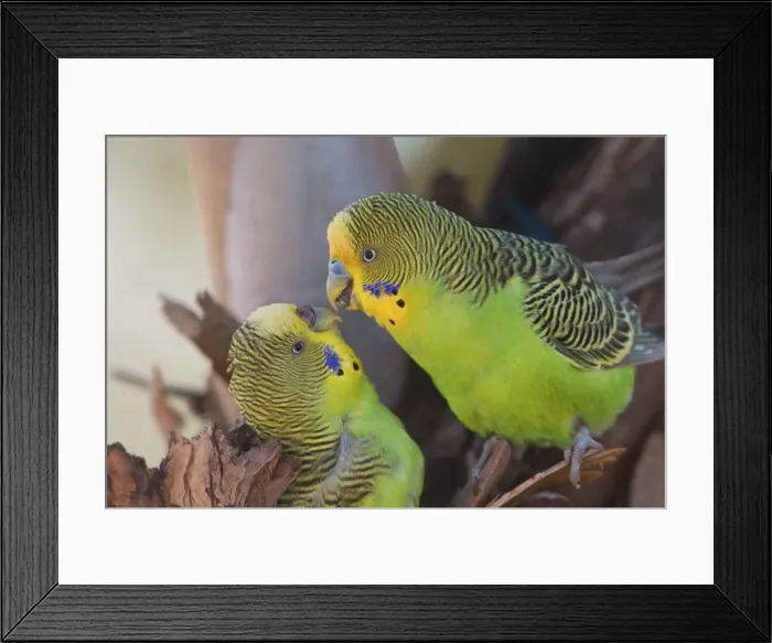 Framed Print : Picture No. 11806968 Framed Print : Picture No. 11806968
