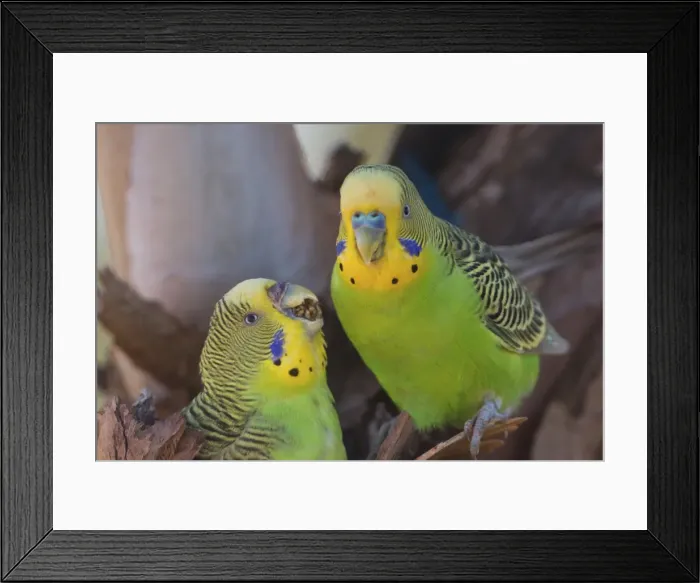Framed Print : Picture No. 11806969 Framed Print : Picture No. 11806969