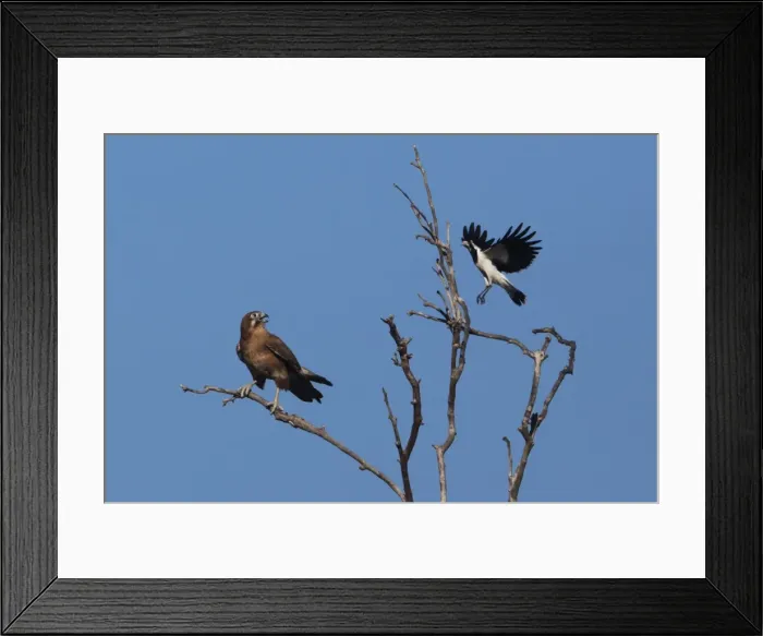 Framed Print : Picture No. 11806971 Framed Print : Picture No. 11806971