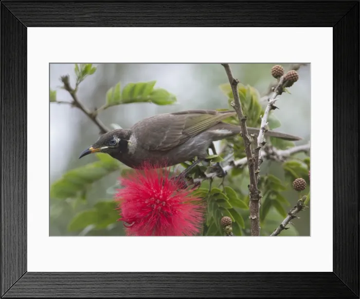Framed Print : Picture No. 11806972 Framed Print : Picture No. 11806972