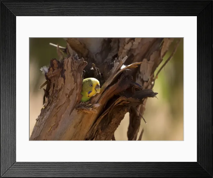 Framed Print : Picture No. 11806970 Framed Print : Picture No. 11806970