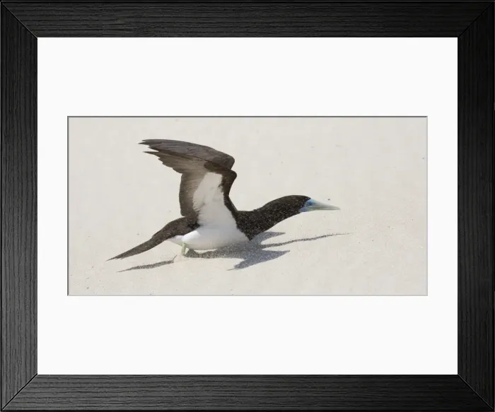 Framed Print : Picture No. 11806973 Framed Print : Picture No. 11806973