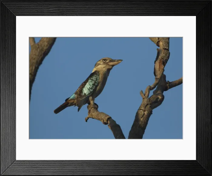 Framed Print : Picture No. 11806974 Framed Print : Picture No. 11806974