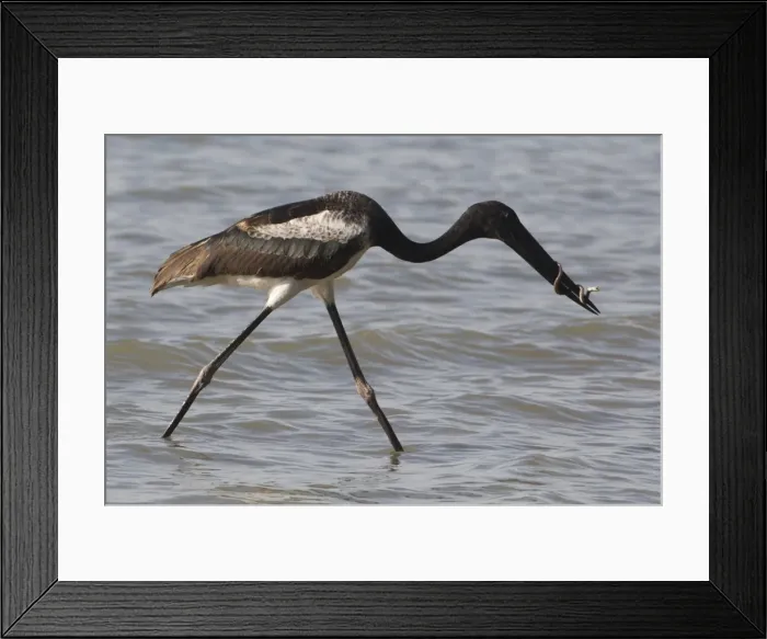 Framed Print : Picture No. 11806976 Framed Print : Picture No. 11806976