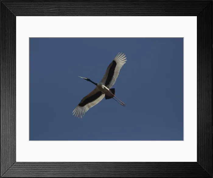 Framed Print : Picture No. 11806977 Framed Print : Picture No. 11806977