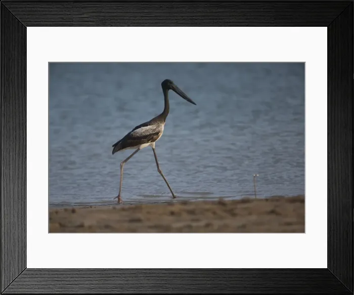 Framed Print : Picture No. 11806978 Framed Print : Picture No. 11806978