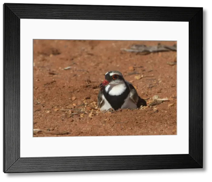 Framed Print : Picture No. 11806980 Framed Print : Picture No. 11806980
