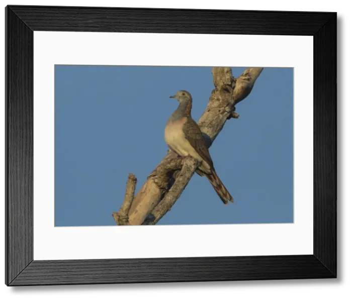Framed Print : Picture No. 11806981 Framed Print : Picture No. 11806981